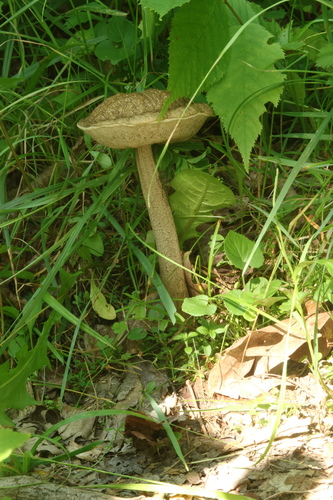 Leccinum griseum