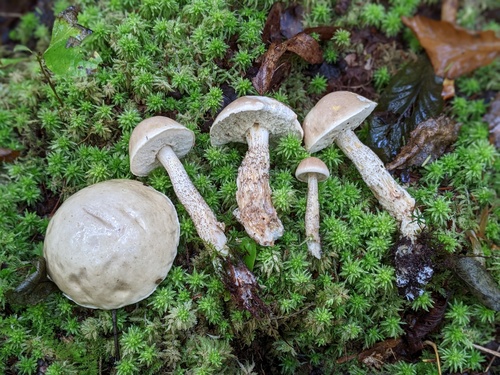 Leccinum holopus — photo