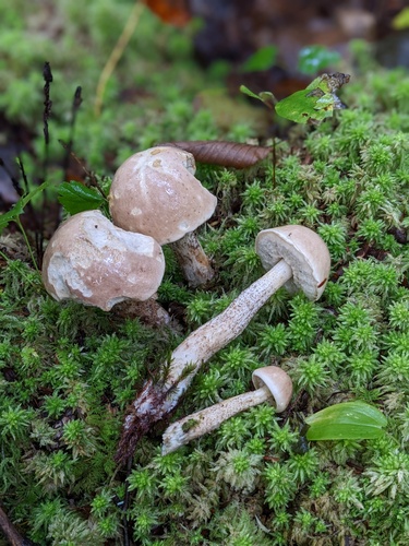 Leccinum holopus — photo