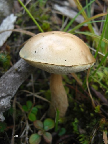 Leccinum holopus