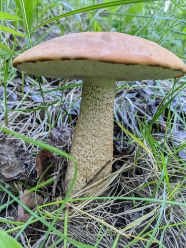 Leccinum insigne — photo