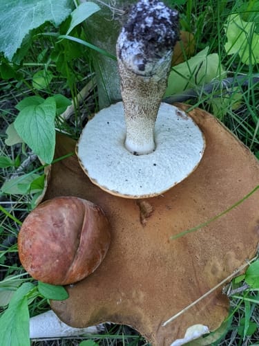 Leccinum insigne — photo