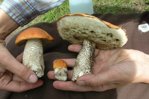 Leccinum insigne