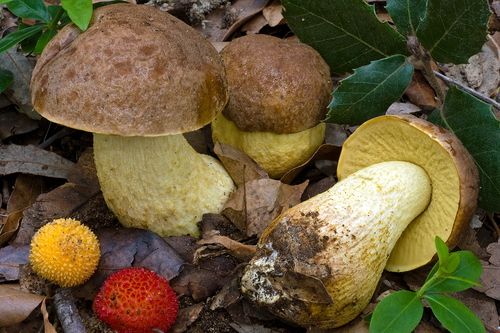 Leccinum lepidum — photo