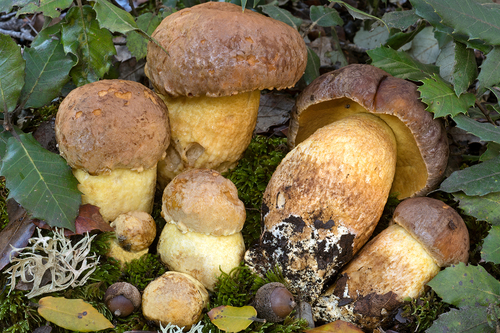 Leccinum lepidum — photo