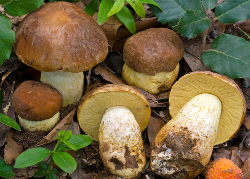 Leccinum lepidum