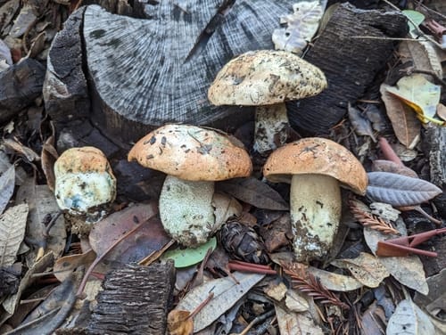 Leccinum manzanitae (Manzanita bolete) — photo