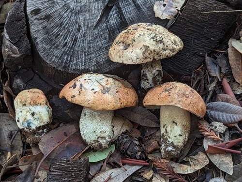 Leccinum manzanitae (Manzanita bolete) — photo