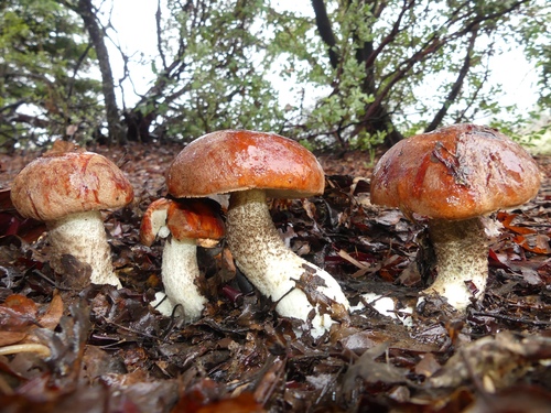 Leccinum manzanitae