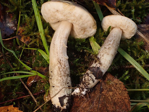 Leccinum oxydabile — photo