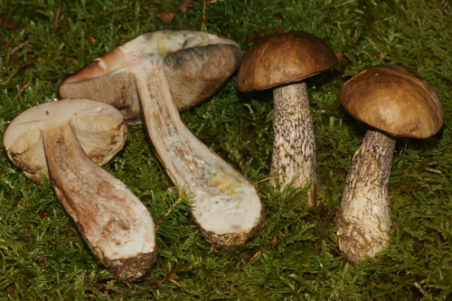 Leccinum oxydabile