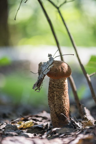 Leccinum quercinum (Orange Oak bolete) — photo