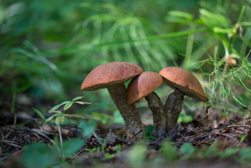 Leccinum quercinum (Orange Oak bolete) — photo