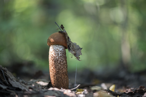 Leccinum quercinum