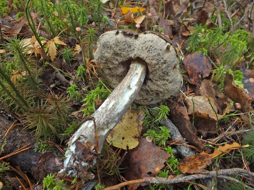 Leccinum rigidipes