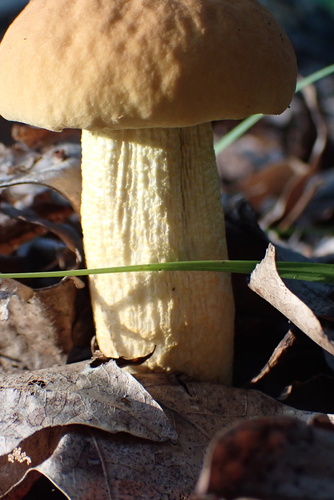 Leccinum rugosiceps — photo
