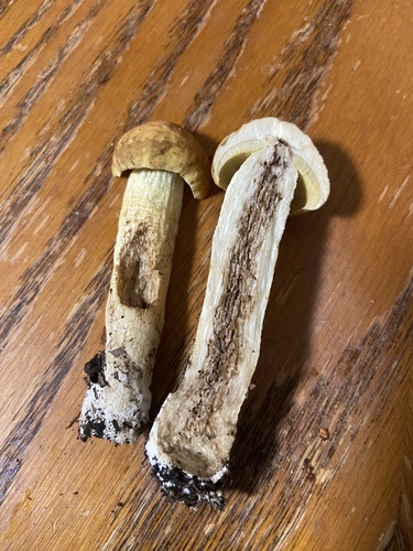 Leccinum rugosiceps — photo