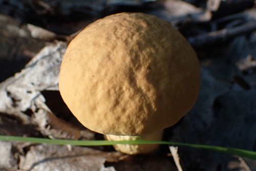Leccinum rugosiceps