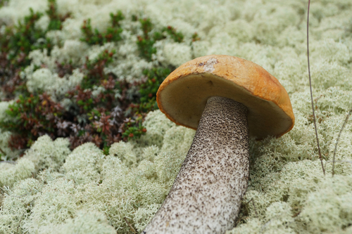 Leccinum versipelle (Orange Birch Bolete) — photo