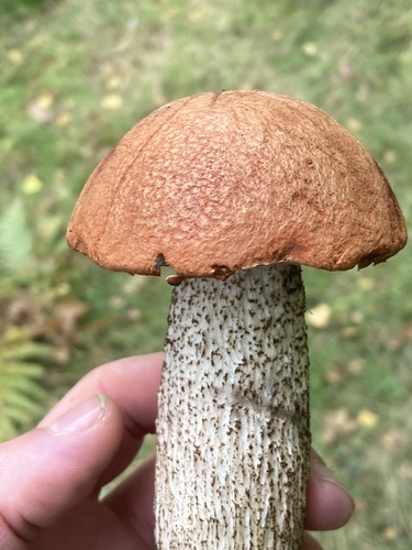 Leccinum versipelle (Orange Birch Bolete) — photo