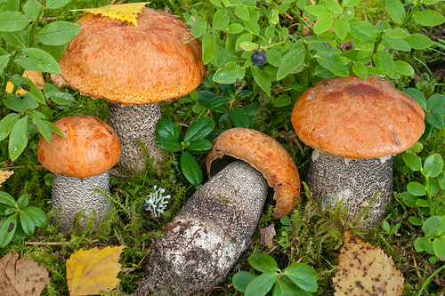 Leccinum versipelle