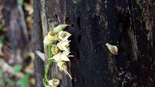 Lecointea amazonica — photo