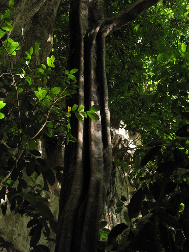 Lecointea amazonica — photo