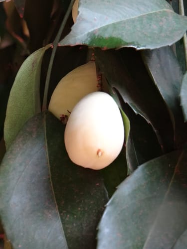 Lecointea peruviana — photo