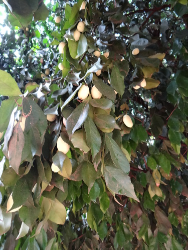 Lecointea peruviana