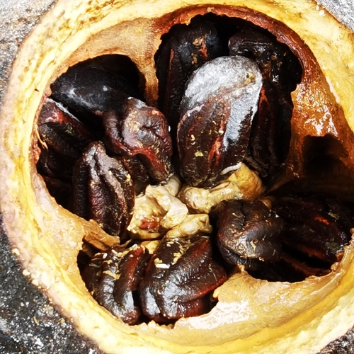 Lecythis ampla (Monkey pot) — photo