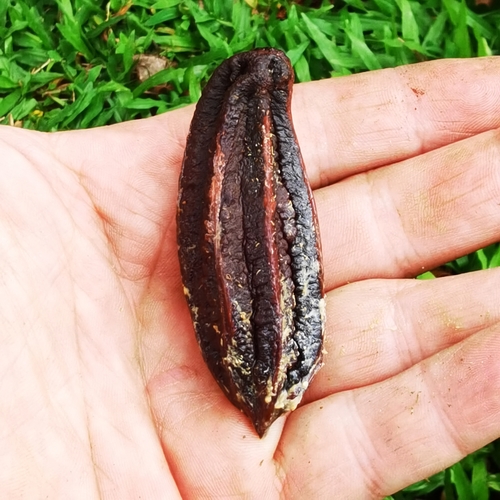 Lecythis ampla (Monkey pot) — photo