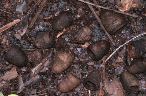 Lecythis chartacea (Parchment like monkeypot tree) — photo