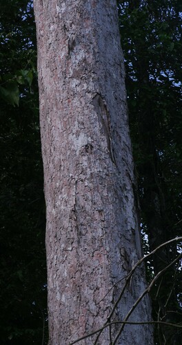 Lecythis chartacea (Parchment like monkeypot tree) — photo