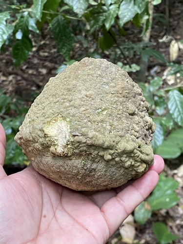 Lecythis lanceolata (Sapucaia-mirim) — photo