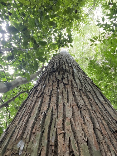 Lecythis lanceolata (Sapucaia-mirim) — photo