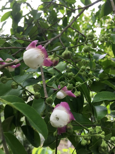 Lecythis lanceolata