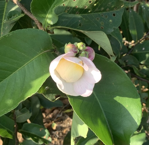 Lecythis lurida (Castanha-jarana) — photo