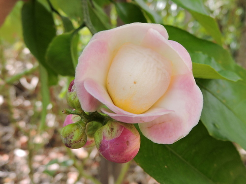 Lecythis lurida