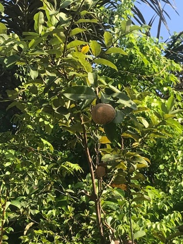 Lecythis lurida (Castanha-jarana) — photo