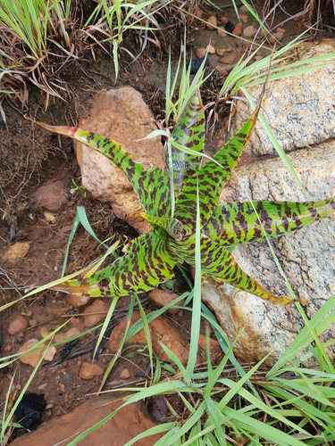 Ledebouria luteola — photo