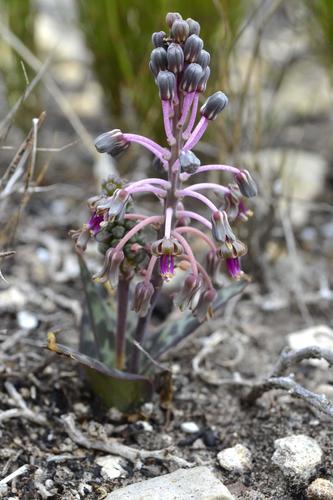 Ledebouria revoluta (South Indian squill) — photo