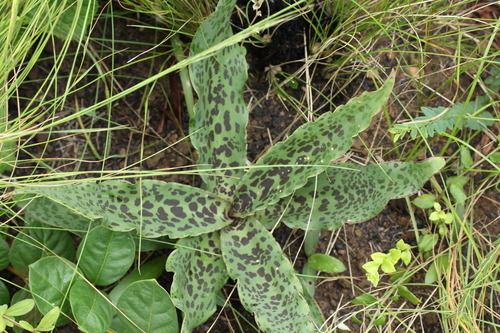 Ledebouria revoluta (South Indian squill) — photo