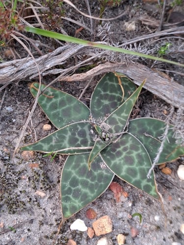 Ledebouria revoluta