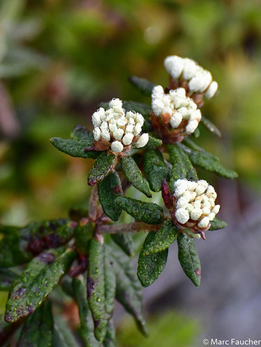 Ledum palustre subsp. decumbens (Marsh labrador tea) — photo