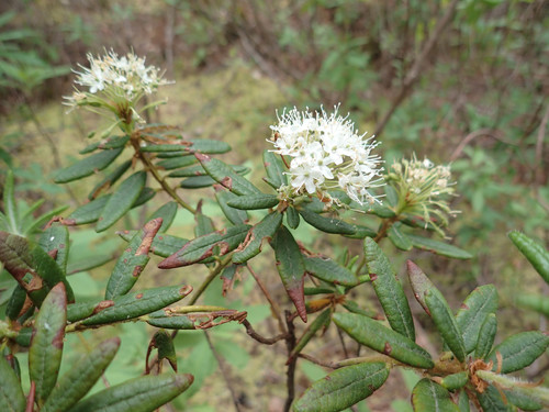 Ledum palustre subsp. decumbens (Marsh labrador tea) — photo