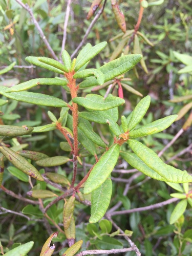 Ledum palustre subsp. groenlandicum