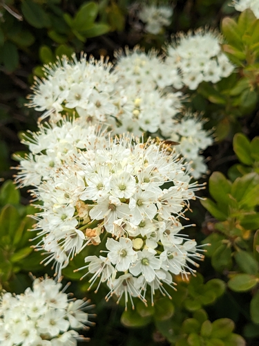 Ledum x columbianum (Coast Labrador tea) — photo