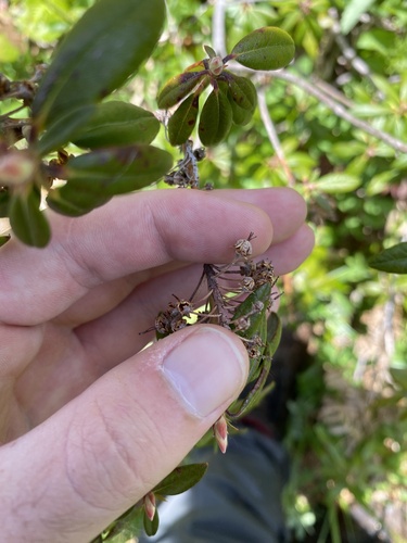 Ledum x columbianum (Coast Labrador tea) — photo