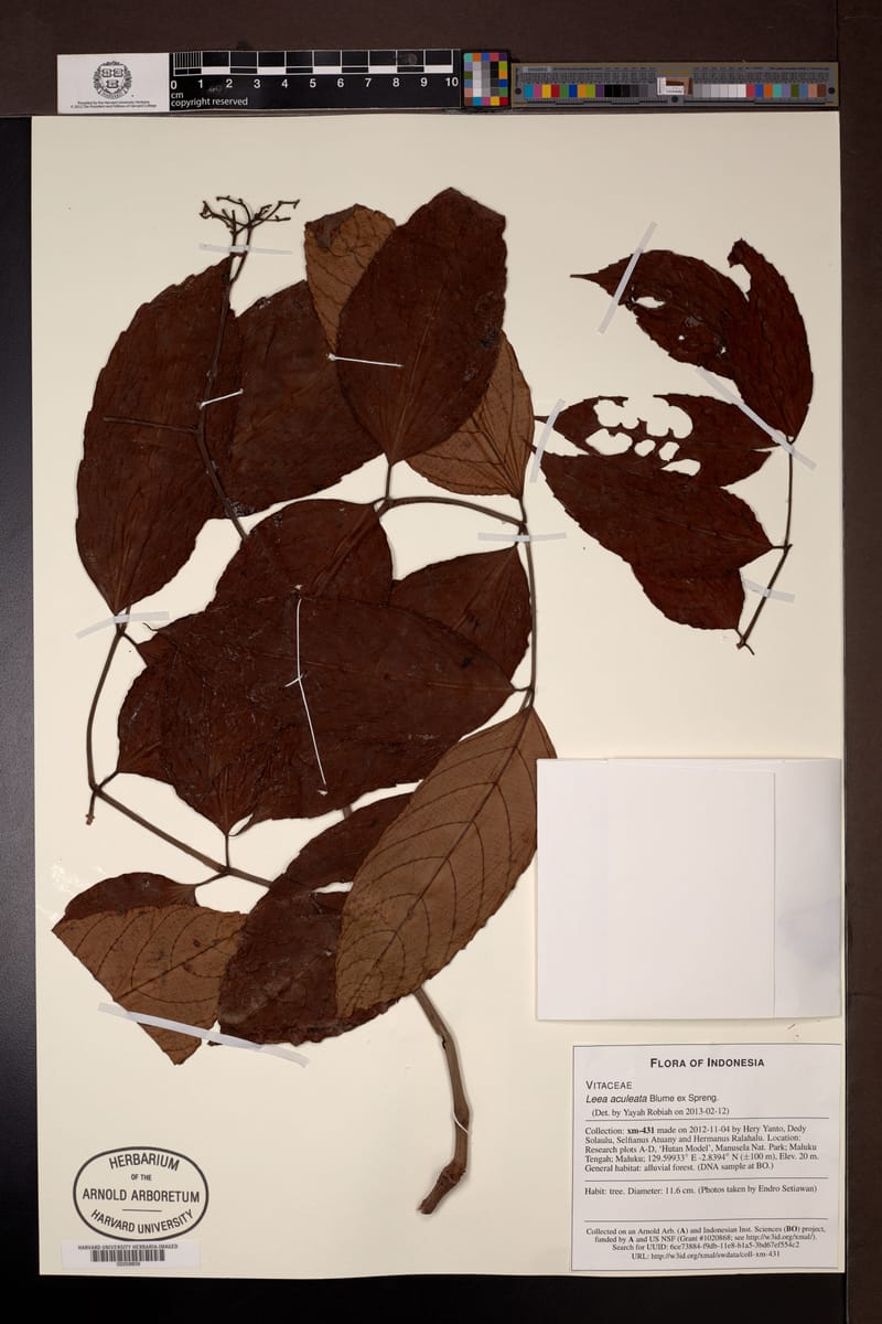 Leea aculeata (Hara) — photo