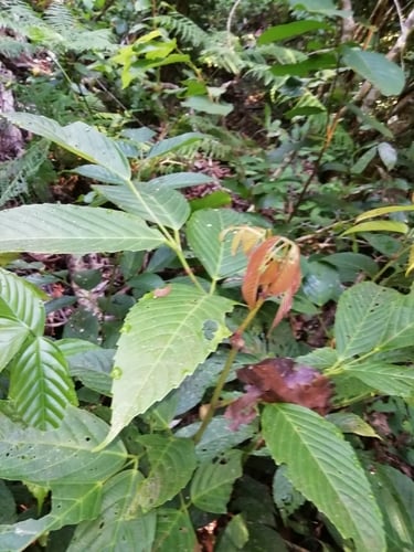 Leea aculeata